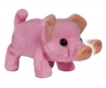 CCL Mini Pig CCL Mini Pig