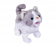 CCL Little Cat CCL Little Cat