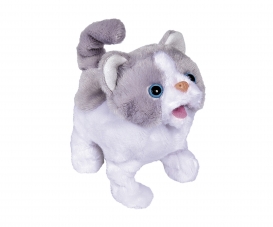 CCL Little Cat CCL Little Cat