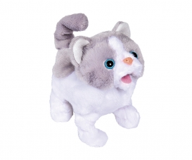 CCL Little Cat CCL Little Cat