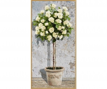 Rosier-tige blanc Rosier-tige blanc