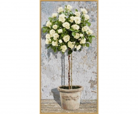 White Rose Tree White Rose Tree