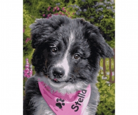 Border Collie Puppy Malen nach Zahlen Border Collie Puppy Malen nach Zahlen