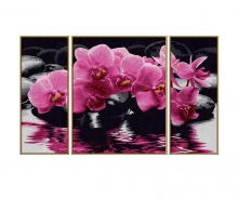 Orchidées Orchidées