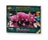 Orchidées Orchidées