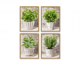 Culinary Herbs Culinary Herbs
