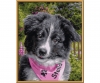 Border Collie Puppy Malen nach Zahlen Border Collie Puppy Malen nach Zahlen