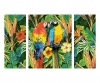 Perroquets des tropiques