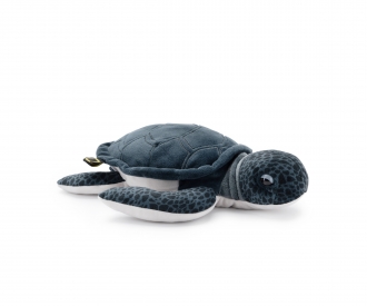 Nat Geo - Green Sea Turtle Hatchling