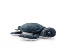 Nat Geo - Green Sea Turtle Hatchling